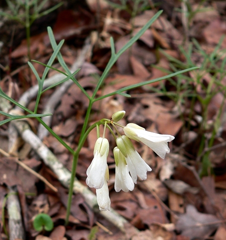 {Cardamine dissecta}